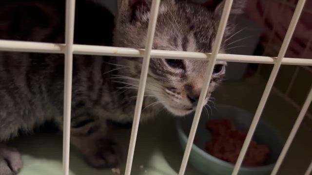 風邪ひき兄弟預かりましたの記事動画