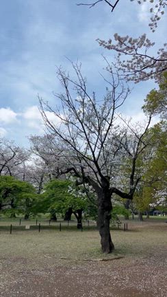 誘われてお出掛けの記事動画