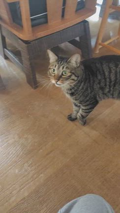 チョビ君、サラちゃん、そしてヨウスケの記事動画