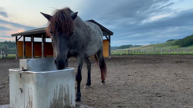 去り行く姿の記事動画