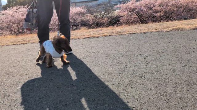 お花見散歩の記事動画