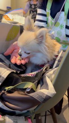 【わんこの薬膳ご飯とソーセージ作りワークショップ】に行ってきました！の記事動画