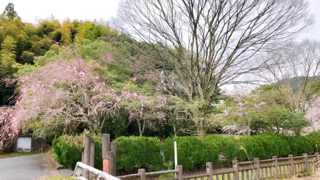 4月に入りましたね～軽やかに生きる♪の記事動画