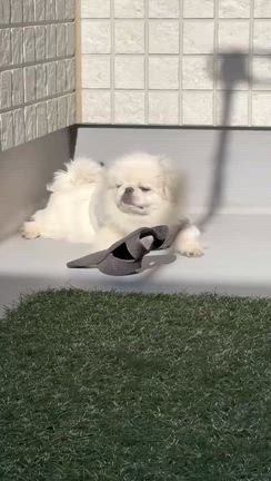 らんちゃん動画＆信州リンゴの記事動画