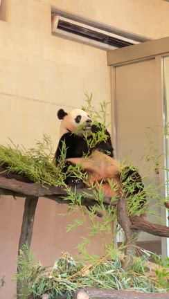 パンダ！の記事動画