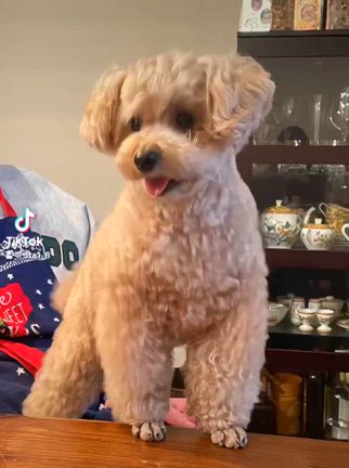 ボサ男4歳のお誕生日の記事動画