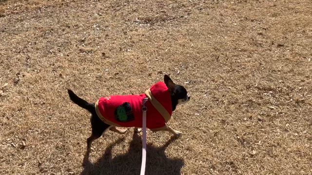 1/31こんやの犬ごはん、鶏胸肉のココナッツオイル焼きの記事動画