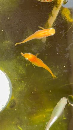 ボトルアクアリウムリセット…その後。〜3.11から15年。の記事動画