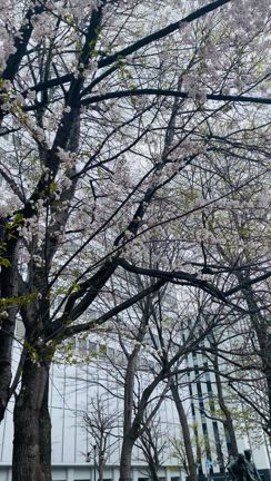 明日からGW後半ですね！の記事動画