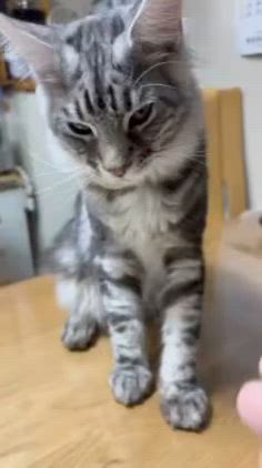 ソヒくん、ポノくん＆ホルミシスマットの記事動画