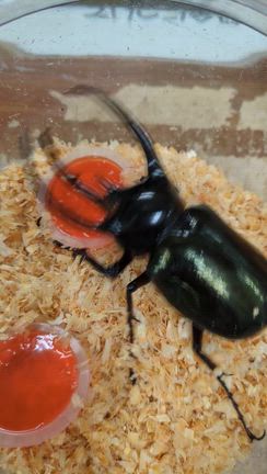 作業予約状況＆とりあえずオオクワ査定受け入れ一旦終了の記事動画