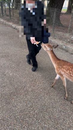 歩けば国宝こんにちは【シアトル彼Pと奈良編③】の記事動画