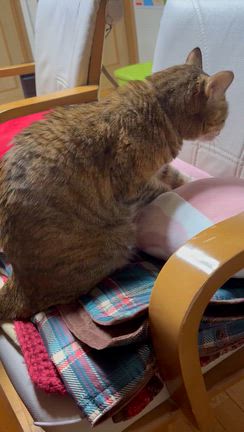 近況ですの記事動画