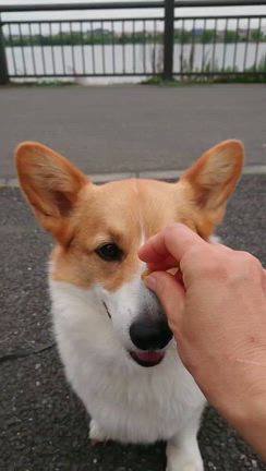 かわいいもらい物。の記事動画