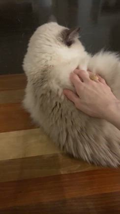 『“眠って起きて…”』の記事動画