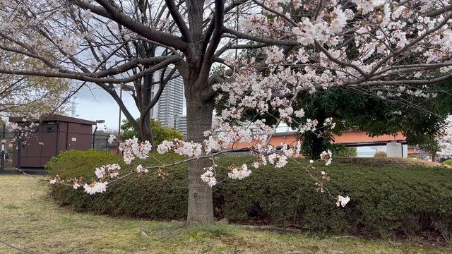 小松川千本桜の記事動画