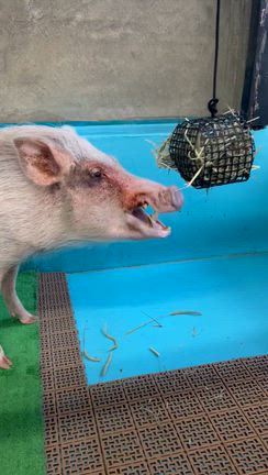 最近の令(れい)和(なごみ)の記事動画