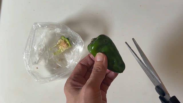 種が散らばるのがイヤ…キッチンバサミでピーマンを切ってみた！の記事動画