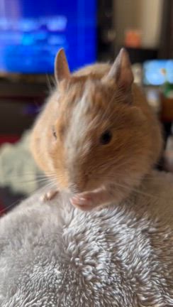 昨日のお話し　1月18日の記事動画