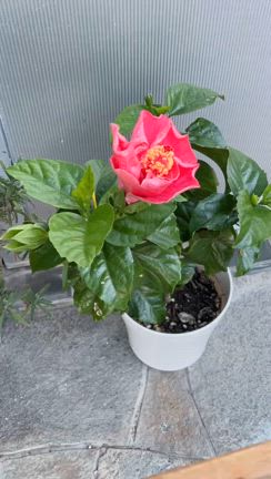 気になってた生地屋さん、チェックアンドストライプの記事動画