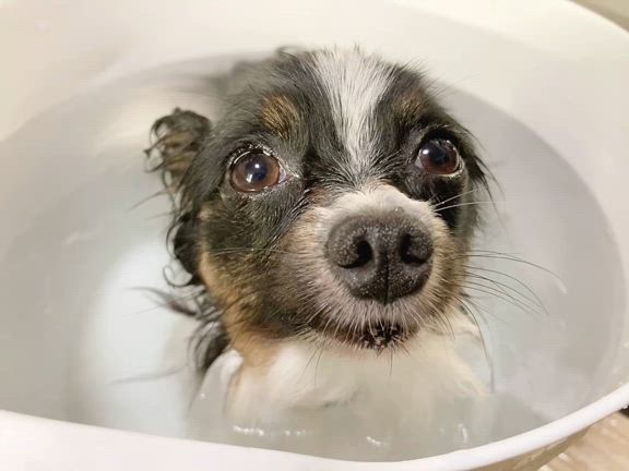 トリミング写真　かなえの記事動画