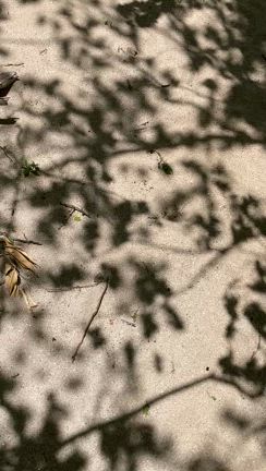 田舎暮らしと子育ち環境　282の記事動画