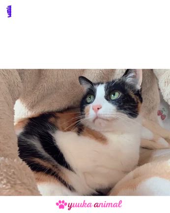 【アニマルコミュニケーション応用講座③】出会えて良かったの記事動画