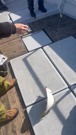 2025.11.30  1便　青物/サワラキャスティングの記事動画