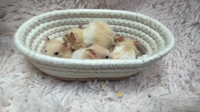 【福岡県飯塚市ペットショップ】営業時間変更のお知らせの記事動画