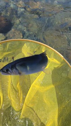 釣りに行かない日曜日の記事動画