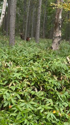 おー立派なツノの雄鹿！アカボシゴマダラも(￣▽￣;)の記事動画