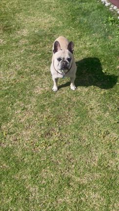 パウダー君不調からのの記事動画