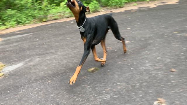 最近のエーリカあれこれの記事動画