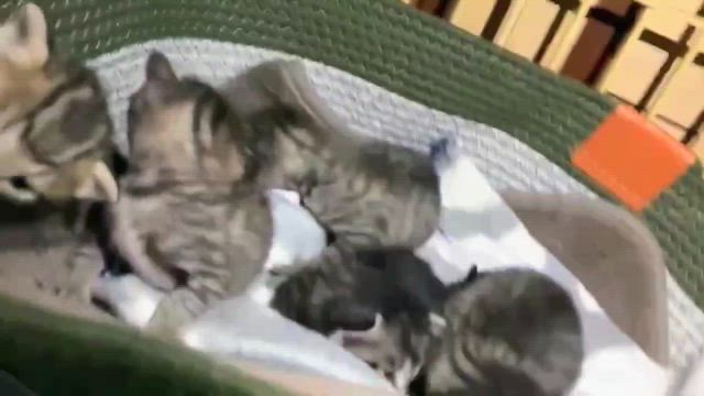 ころん便り 子猫さん育っています✨の記事動画