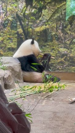 これで会えるのは最後かもシャオシャオありがとう！の記事動画