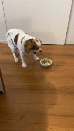 台所でご飯の記事動画