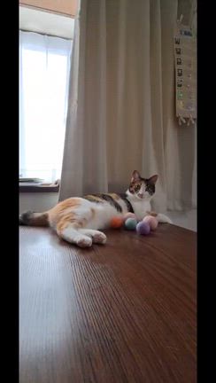 12/19  あずきちゃん(元 ロコちゃん)里親様よりの記事動画