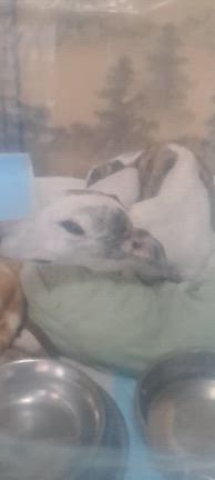 アクアちゃんの記事動画