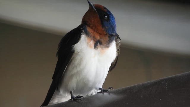 癒しのツバメさんの記事動画