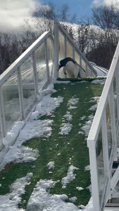 ペンギンに会いに往復8時間の記事動画