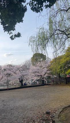 お花見はここねの記事動画