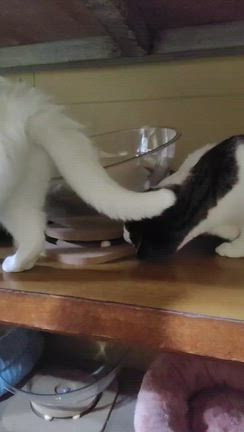 気付いた猫たちの記事動画