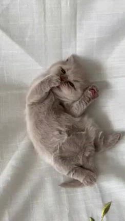 ⚜️アメージングに 可愛い過ぎる天使が⚜️みなさんのところに舞い降りました。❤️✨の記事動画