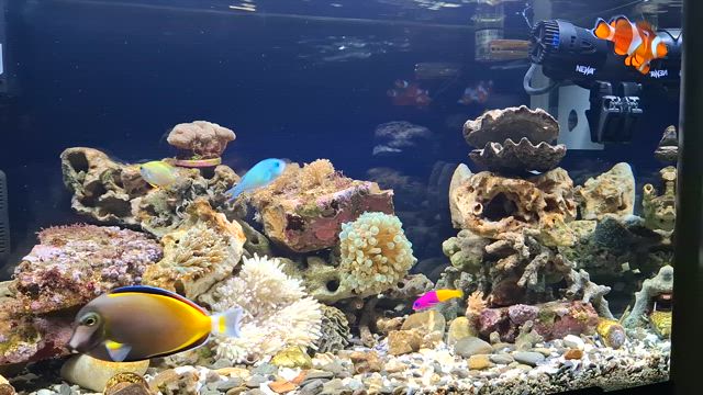 日々の癒しの記事動画