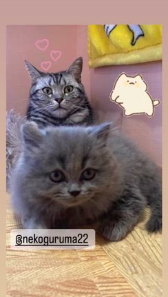 2024/02/14の記事動画