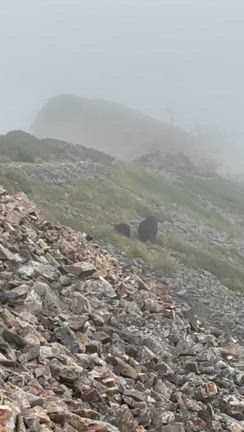 熊に遭遇！の記事動画