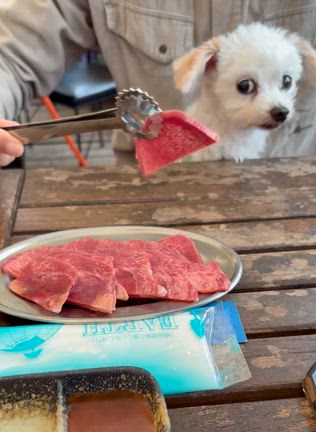 cosmic gardenでしゅよぉ〜(^｡^)の記事動画