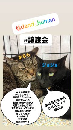 本日は譲渡会でした✨の記事動画