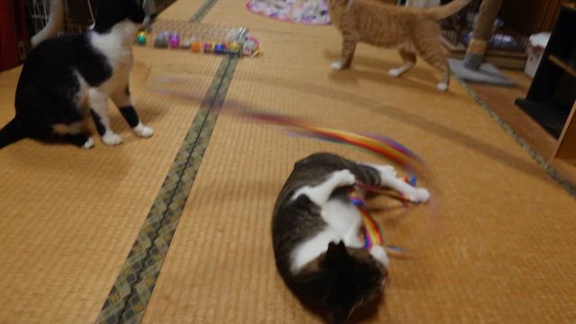 遊ぶのが大好きな元気な子達の記事動画