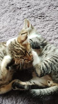 ソトネコちゃん、どうかウチのねこらーずと仲良くしてくださいの記事動画